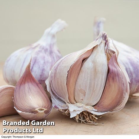 Garlic 'Germidour' (Autumn Planting)