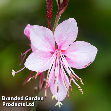 Gaura lindheimeri Siskiyou Pink