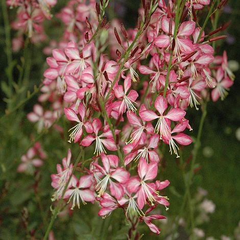 Gaura lindheimeri 'Rosyjane'