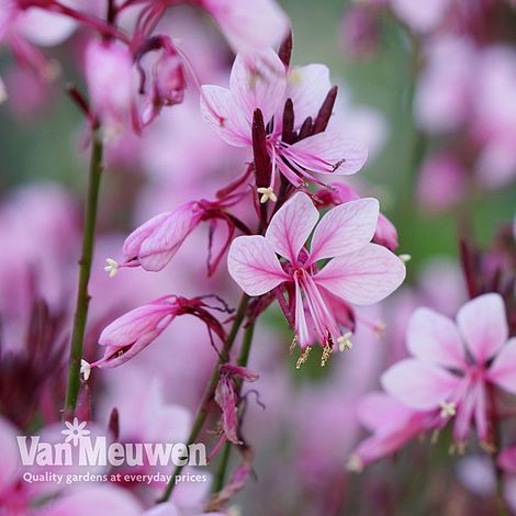 Gaura 'Baby Butterfly Dark Pink'