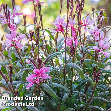 Gaura lindheimeri 'Crimson Butterflies'