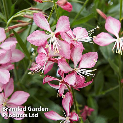 Gaura 'Gambit Rose Bicolour'