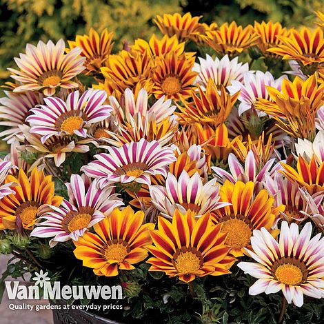 Gazania 'Tiger Stripes Mixed'