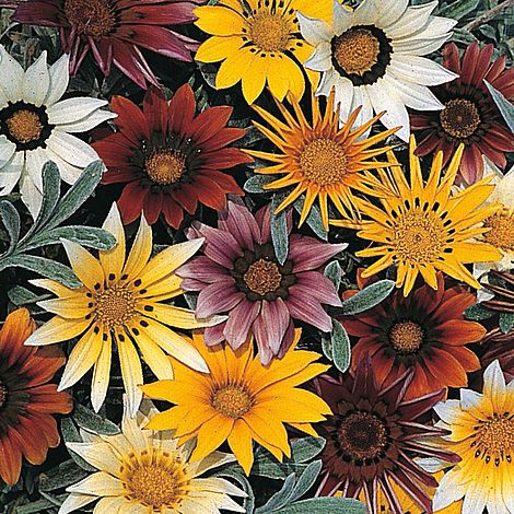 Gazania hybrida 'Talent Mixed'