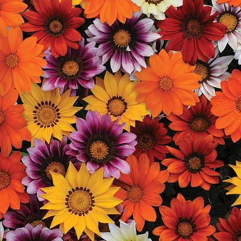 Gazania splendens 'New Day Mix' F1 Hybrid