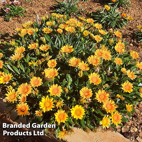 Gazania 'Suncarpet'