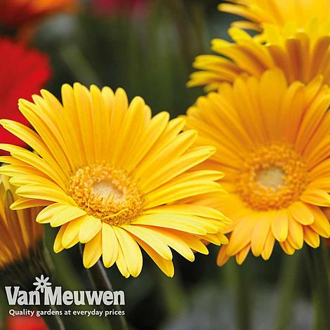 Gerbera 'Sweet Smile'