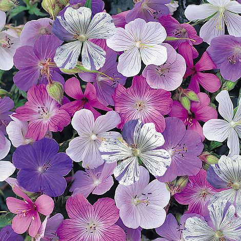 Geranium 'Reflections'