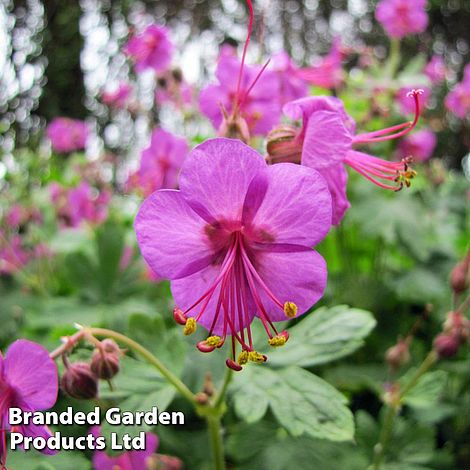 Geranium macrorrhizum Ingwersen's Variety