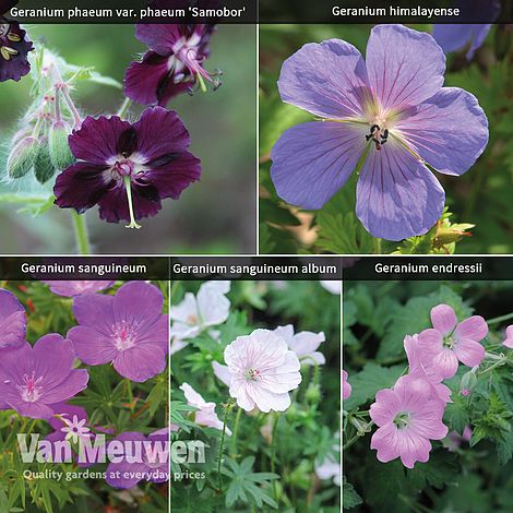 Hardy Geranium Collection