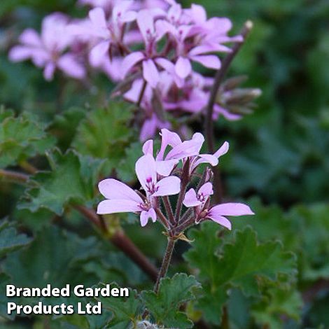 Pelargonium 'Pinki Pinks'