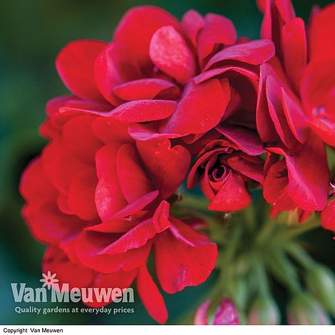 Geranium 'Red Polly'