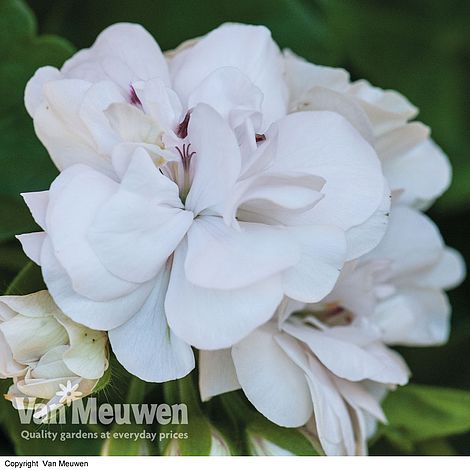 Geranium 'White Pearl'