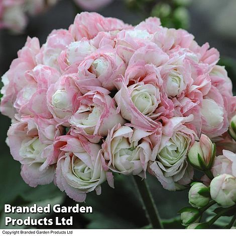 Geranium 'Appleblossom'