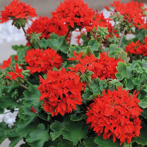 Geranium 'Quantum Red'