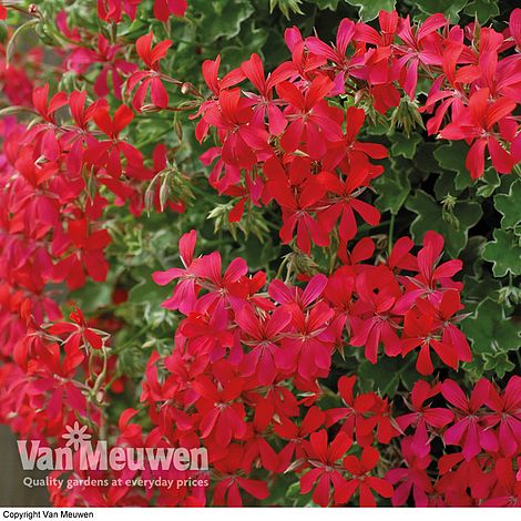 Geranium 'Balcon Red'