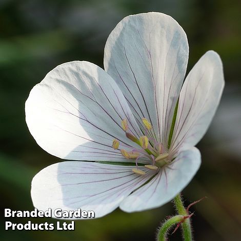 Geranium clarkei 'Kashmir White'