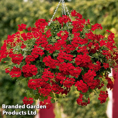 Geranium 'Grandeur Red'