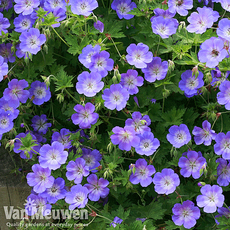 Geranium 'Rozanne'