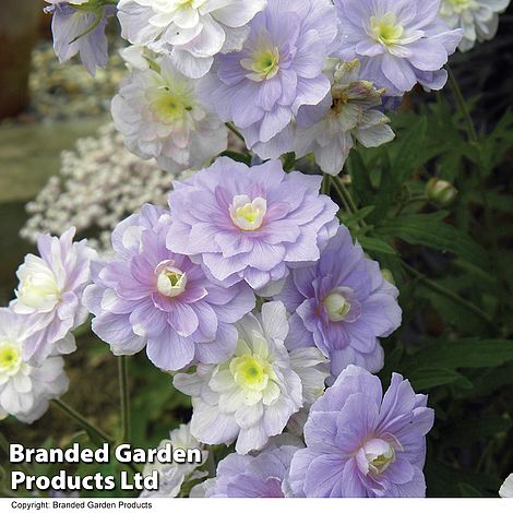 Geranium pratense 'Summer Skies'