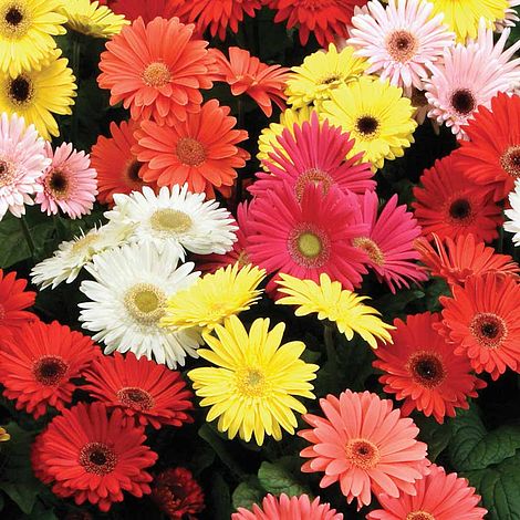 Gerbera jamesonii 'T&M Mixed' F2 Hybrid