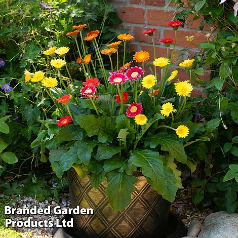 Gerbera garvinea 'Cheeky Collection'