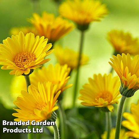 Gerbera garvinea 'Cheeky Yellow'