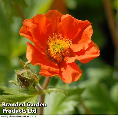 Geum Borisii