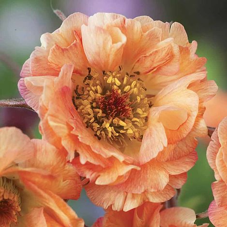 Geum 'Mai Tai'