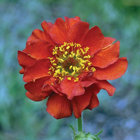 Geum 'Mrs J. Bradshaw'