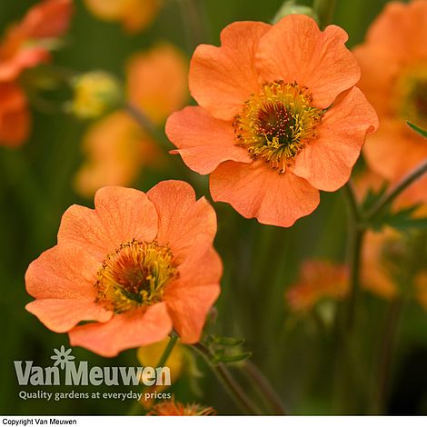 Geum 'Totally Tangerine'