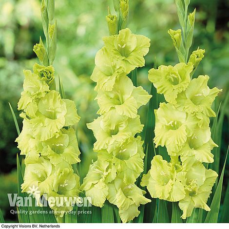 Gladiolus 'Green Star'