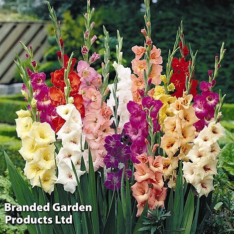 Gladioli Mixed