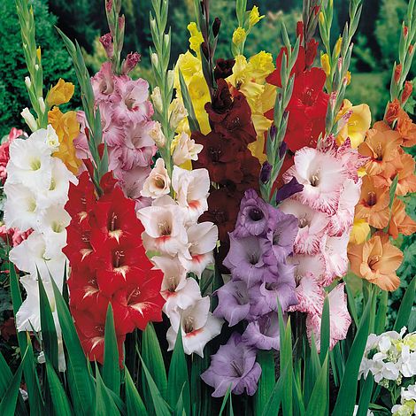 Gladiolus Mixed Van Meuwen