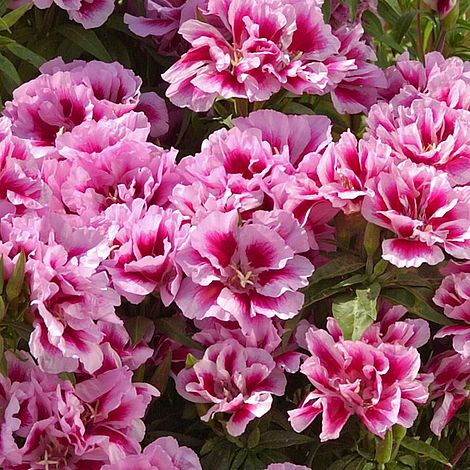 Godetia 'Rembrandt'