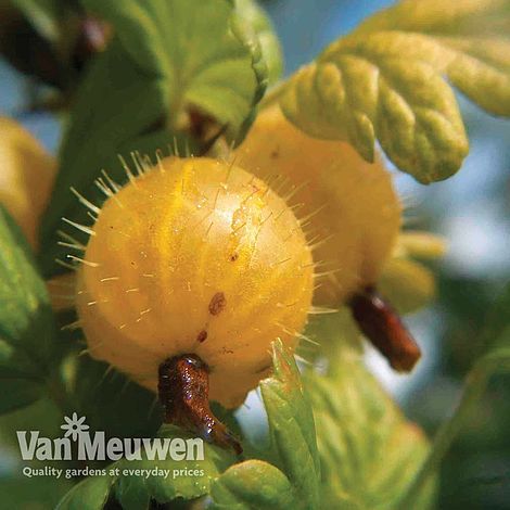 Gooseberry 'Hinnonmaki Yellow'