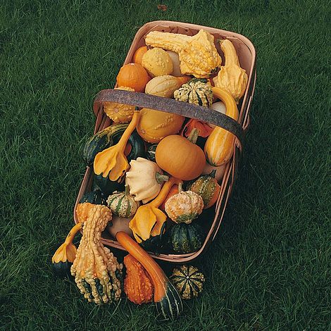 Gourd 'Autumn Glory'