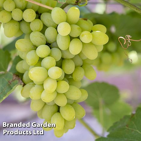 Grape (Vitis) 'Polo Muscat'