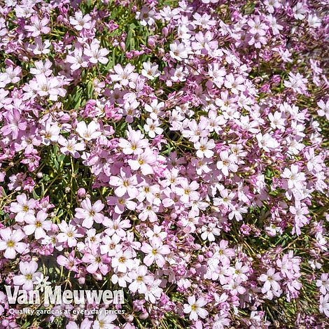 Gypsophila repens 'Rosea'