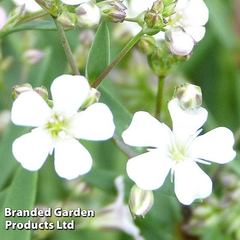 Gypsophila repens 'White'