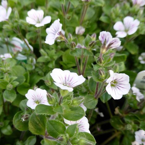 Gypsophila cerastioides