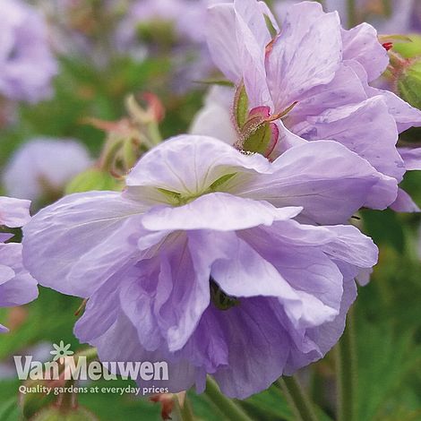 Geranium pratense 'Cloud Nine'