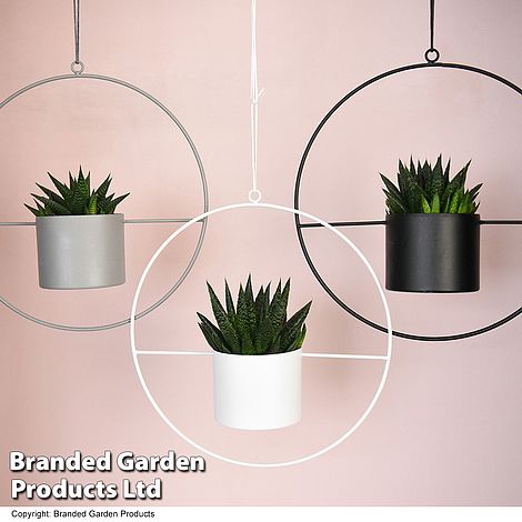 Hanging Halo House Plant Collection