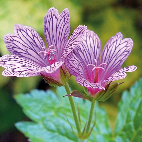 Geranium 'Foundlings Friend'