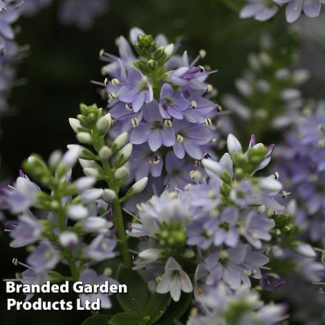 Hebe 'Summer Blue'