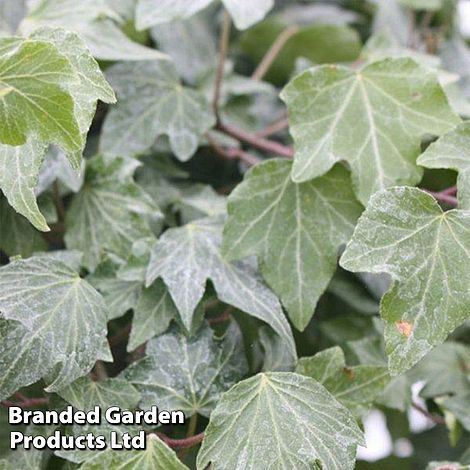 Hedera helix 'Green Ripple'