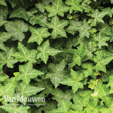 Hedera hibernica