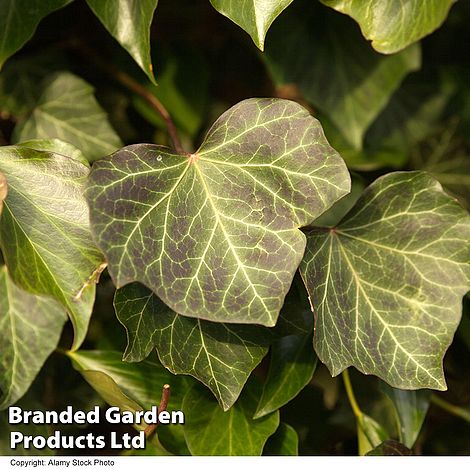 Hedera helix 'Woerner'