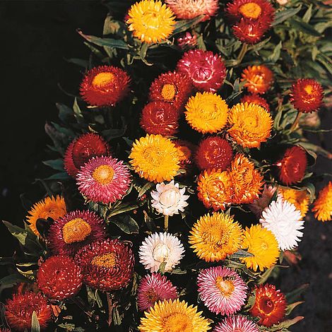 Helichrysum monstrosum 'Bright Bikini Mixed'