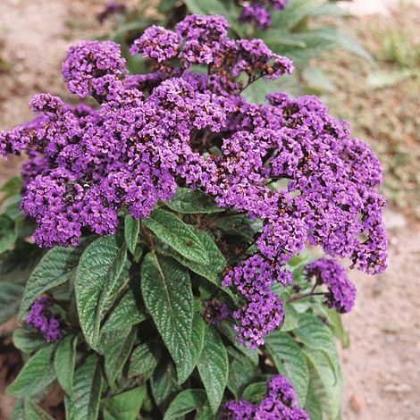 Heliotrope 'Dwarf Marine'